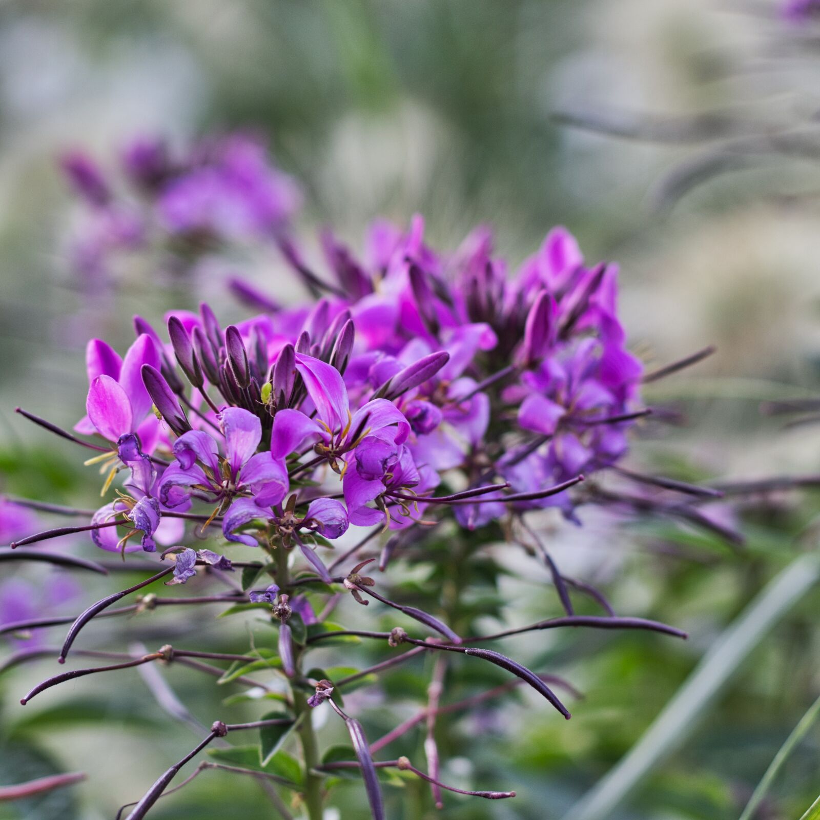Canon EOS 200D (EOS Rebel SL2 / EOS Kiss X9) + Canon EF 50mm F1.8 STM sample photo. Spider flower, blossom, bloom photography