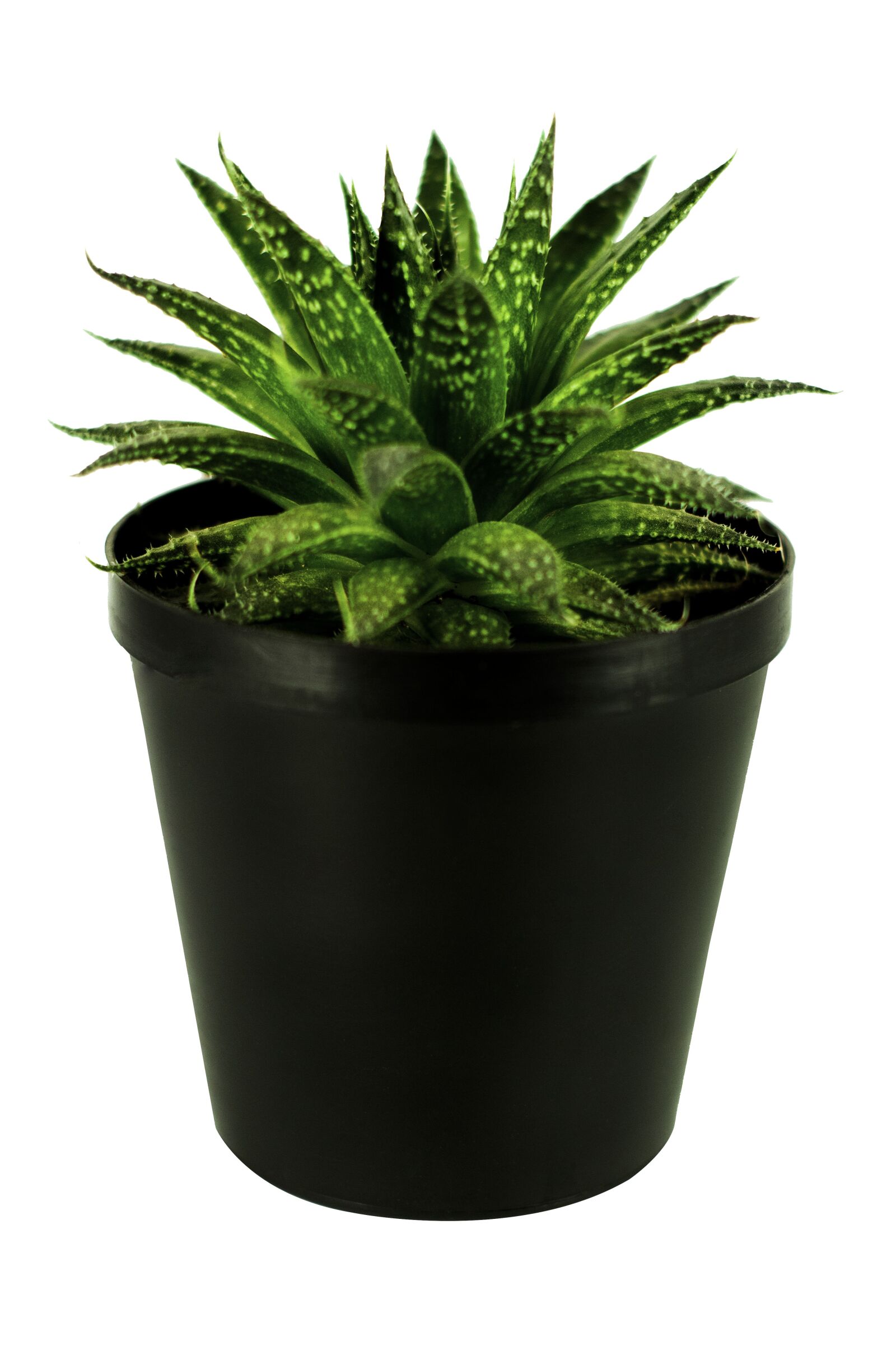 Canon EF 50mm F1.8 II sample photo. Plant, green, pot photography