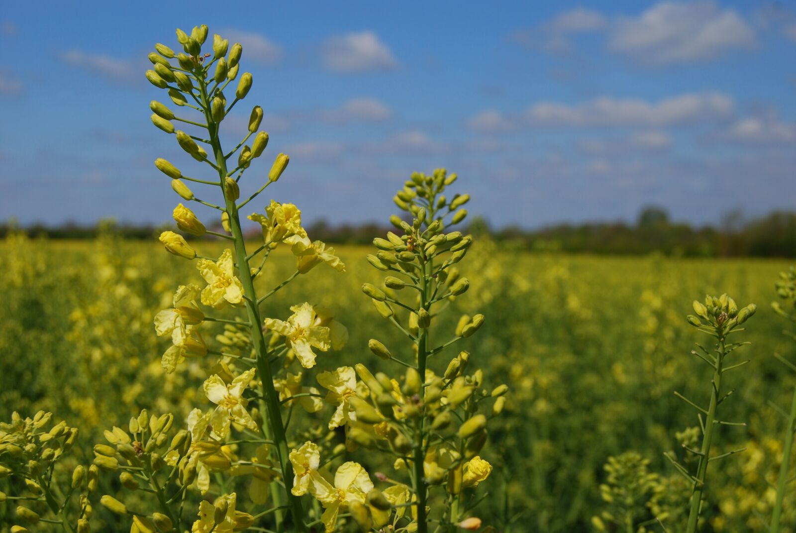 Nikon D40X sample photo. Kale, flower, crop photography
