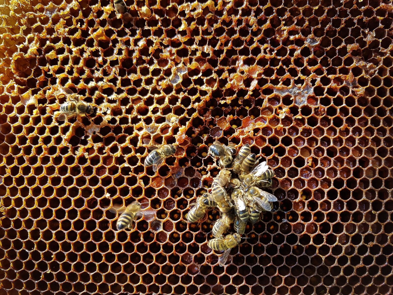 Samsung Galaxy S7 Edge sample photo. Honeycomb, bees, honey photography