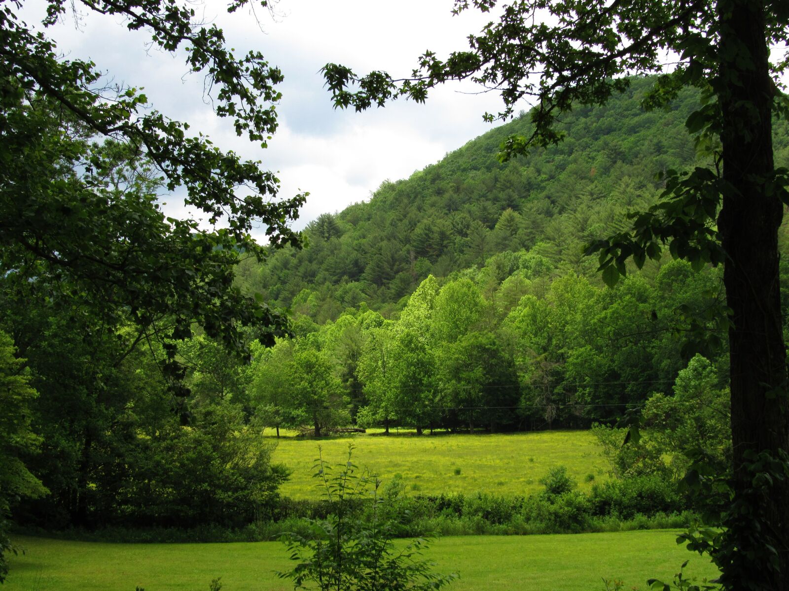 Canon PowerShot SX520 HS sample photo. Mountain, trees, shrubs photography