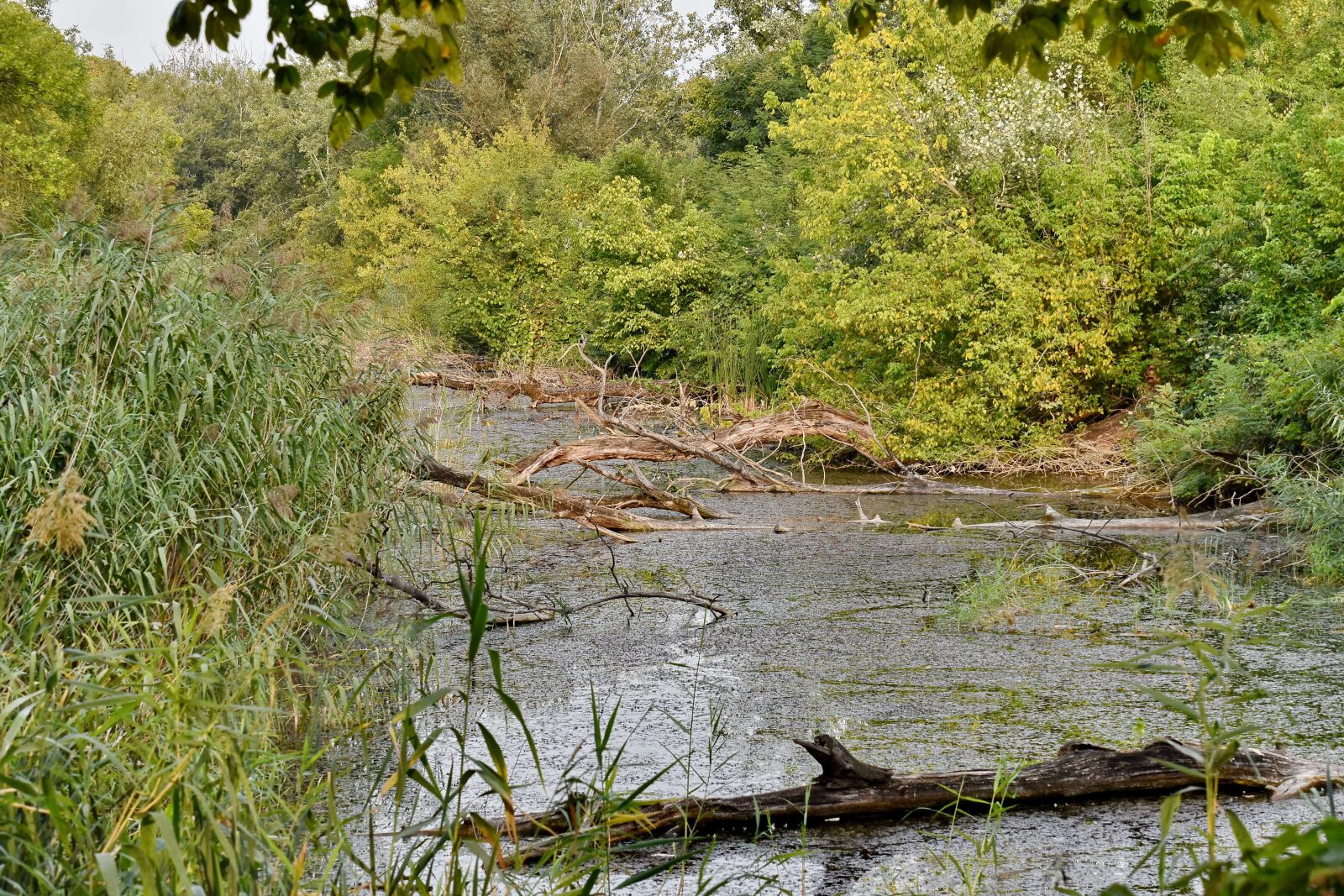 Nikon D5500 sample photo. Marshlands, panorama, spring time photography