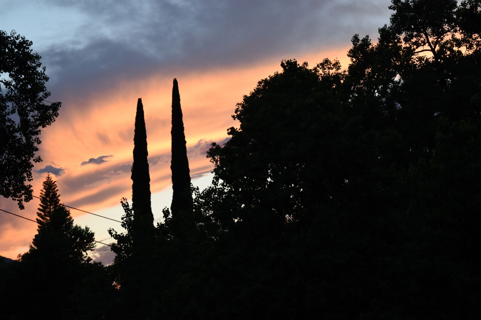 Nikon D3500 sample photo. Sunset, trees, night photography