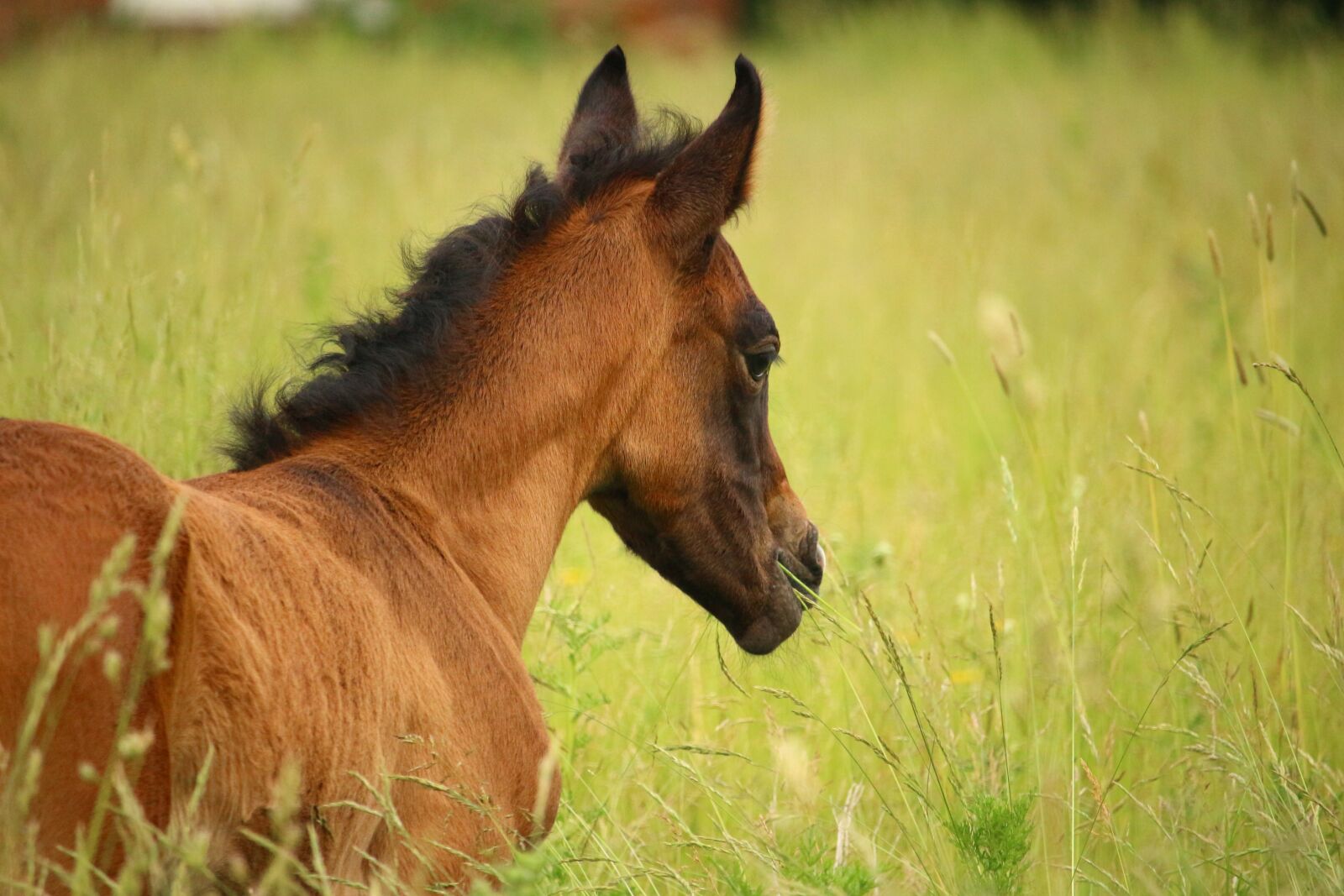 Canon EOS 100D (EOS Rebel SL1 / EOS Kiss X7) sample photo. Horse, foal, suckling photography