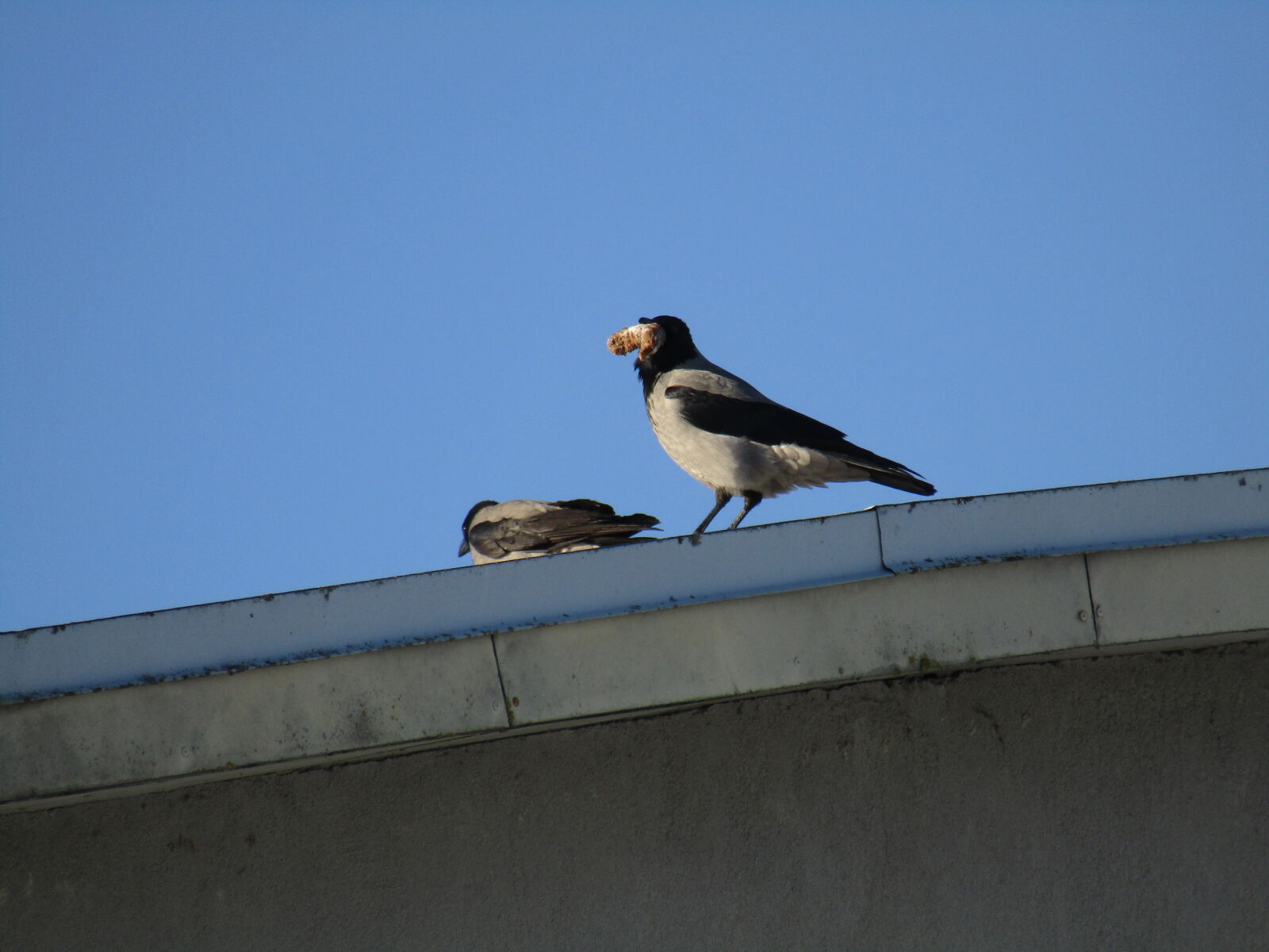 Canon PowerShot SX420 IS sample photo