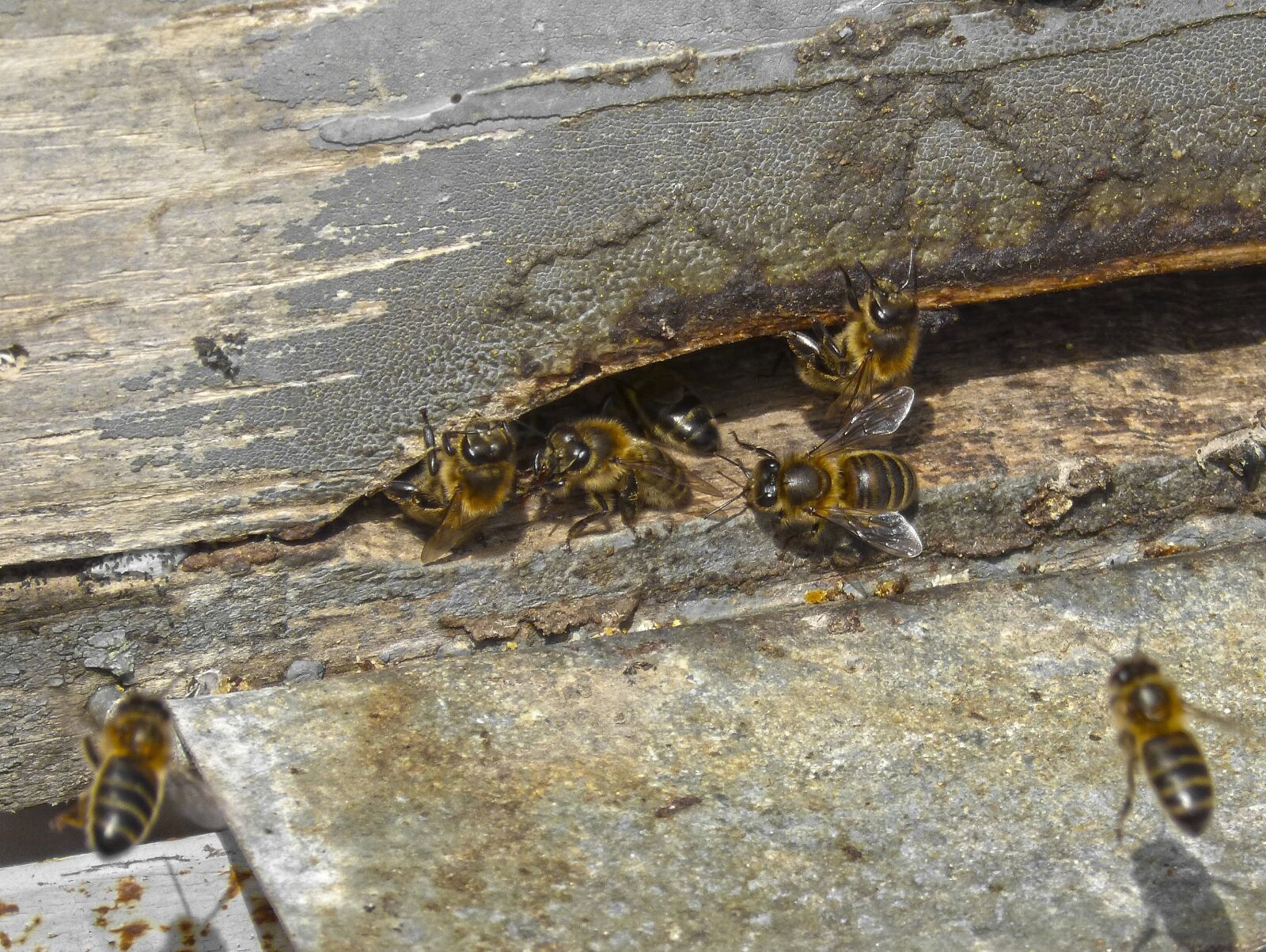 Panasonic DMC-FZ62 sample photo. Diaper, bees, input photography