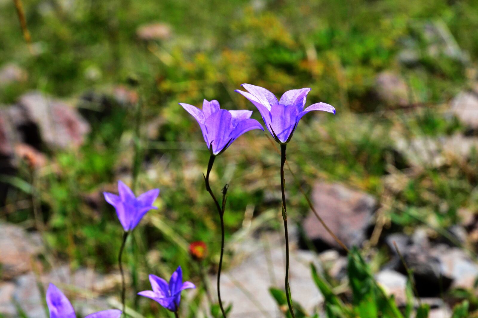 Nikon D5100 sample photo. Nature, flower, plant photography