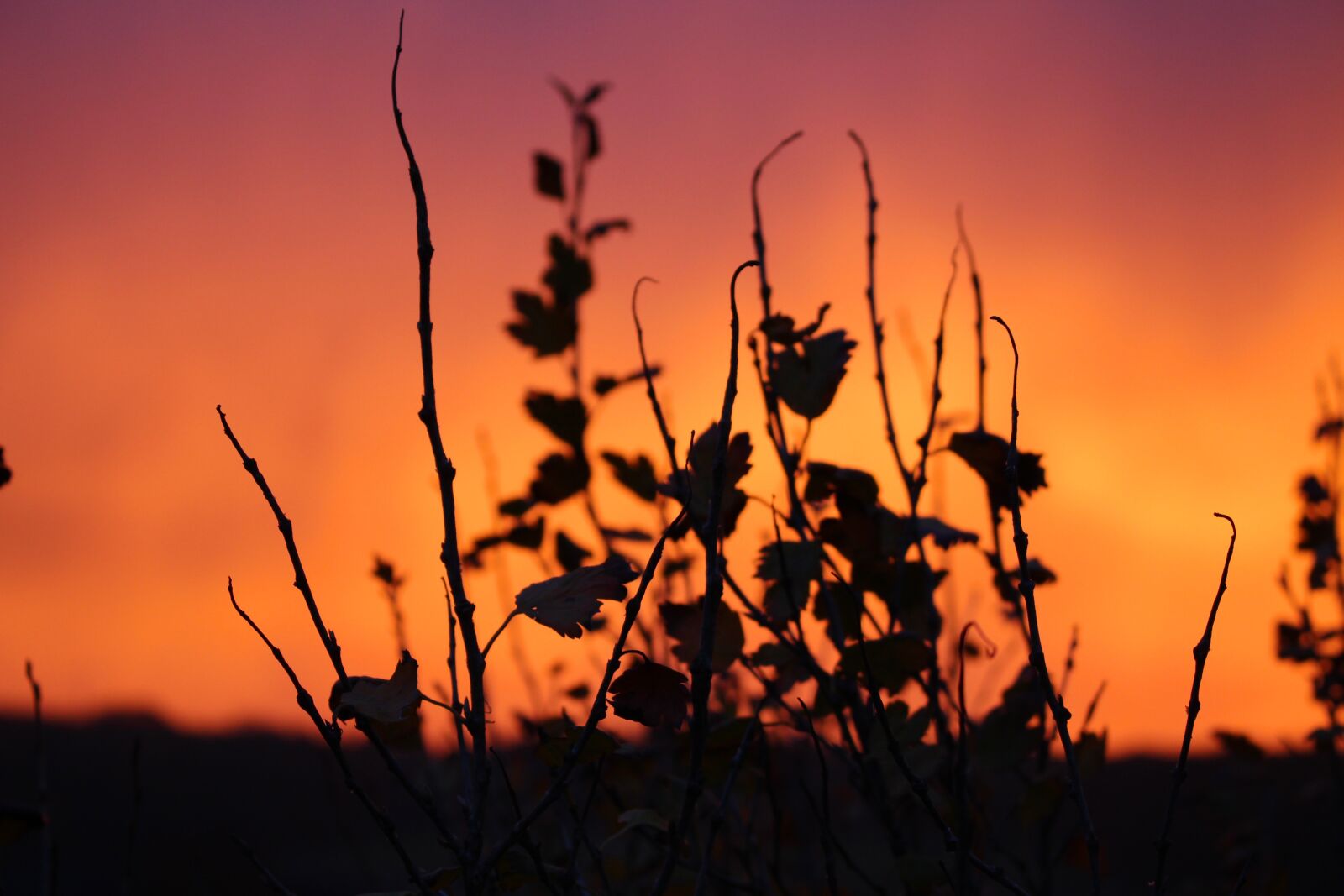 Canon EOS 700D (EOS Rebel T5i / EOS Kiss X7i) sample photo. Sunset, nature, landscape photography