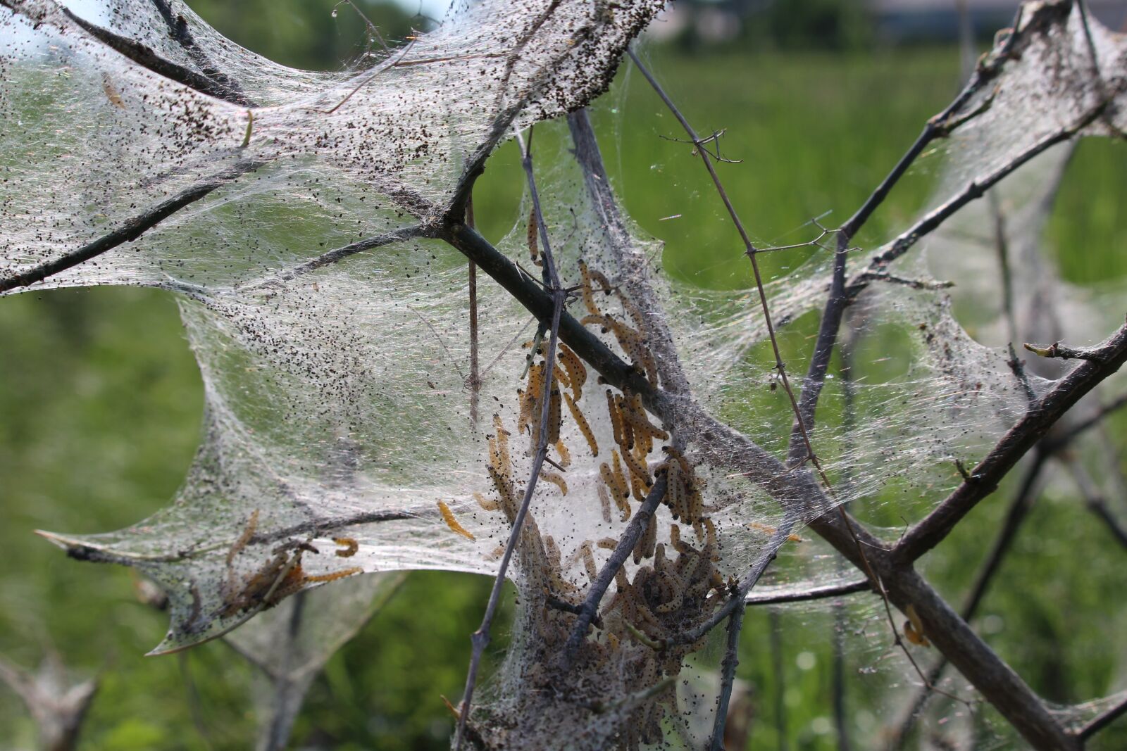 Canon EOS 1200D (EOS Rebel T5 / EOS Kiss X70 / EOS Hi) sample photo. Caterpillar, branch, track photography