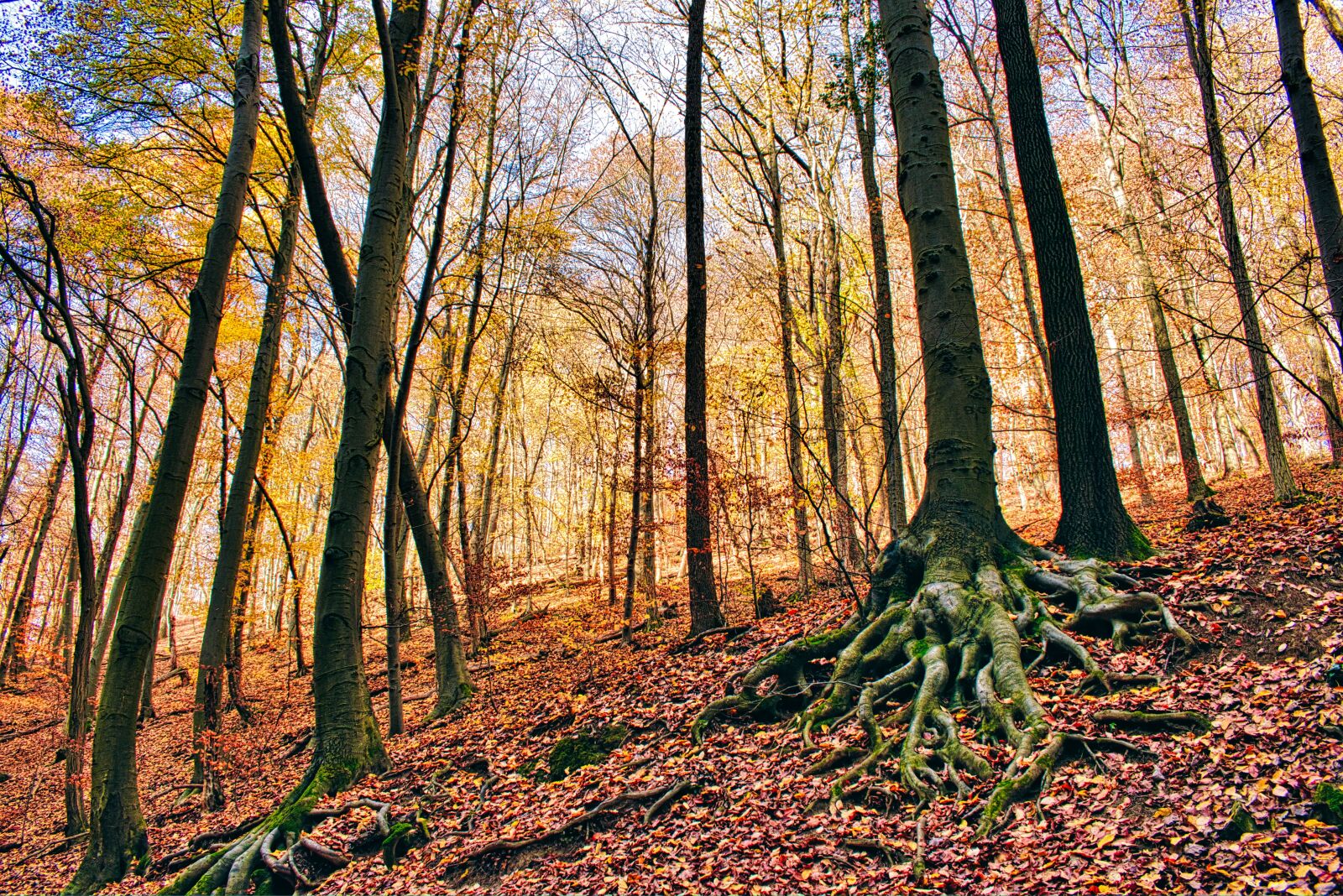 Nikon D5600 sample photo. Autumn, forest, nature photography