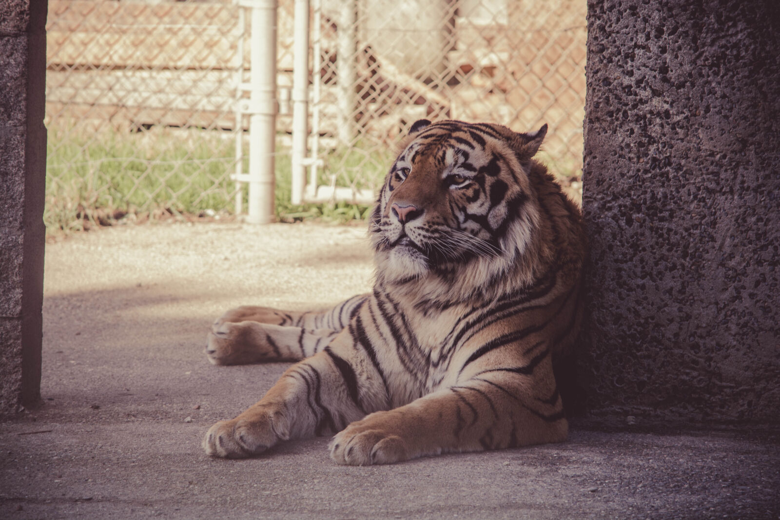 Nikon D5200 sample photo. Animal, animal, photography, big photography