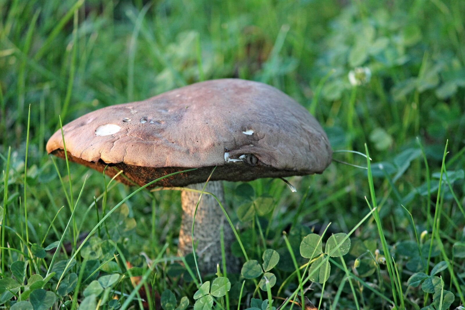 Canon EOS 1100D (EOS Rebel T3 / EOS Kiss X50) sample photo. Mushroom, eye, hat photography