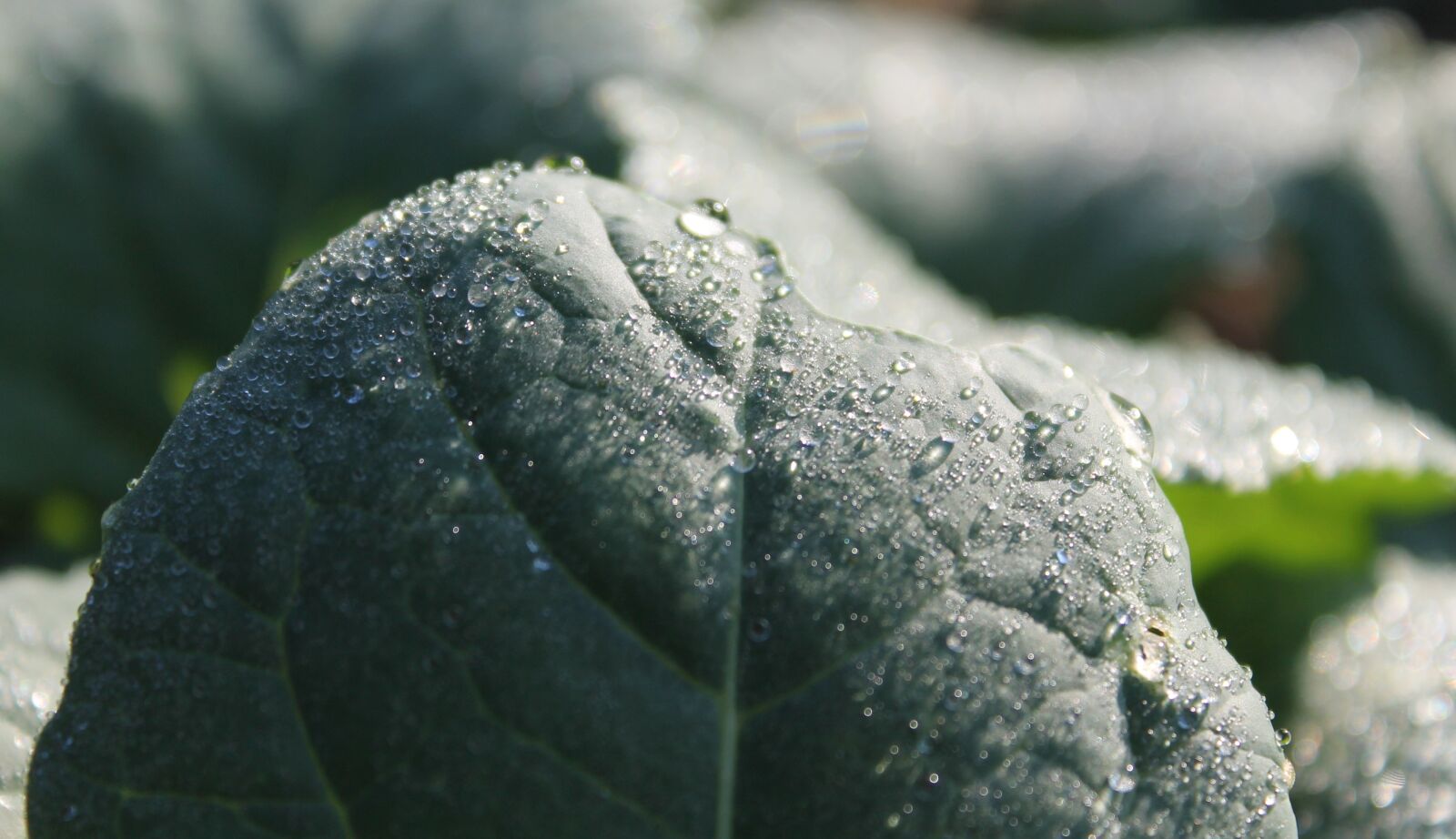 Canon EOS 1100D (EOS Rebel T3 / EOS Kiss X50) sample photo. Dew, morgentau, leaf photography