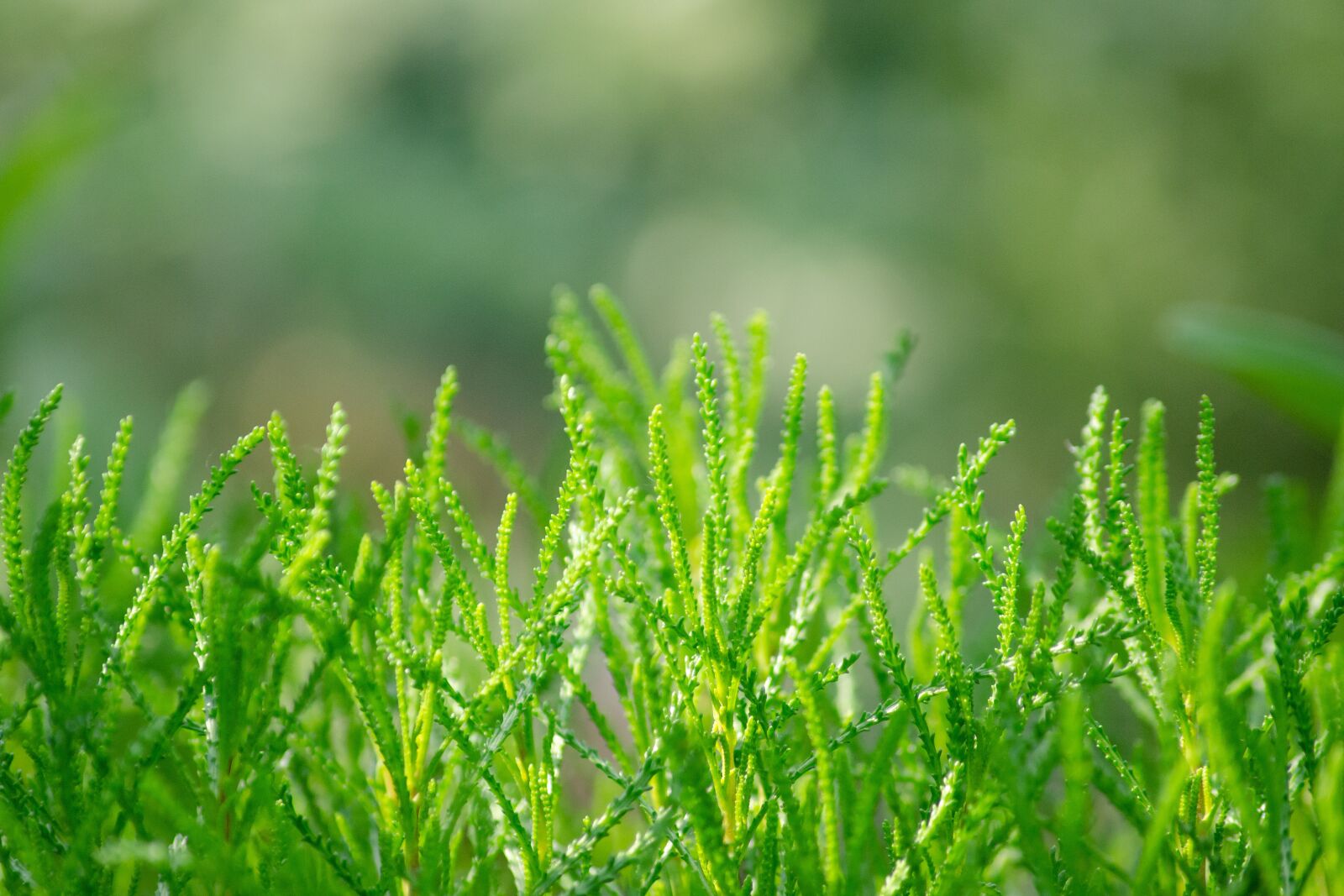 Tamron AF 55-200mm F4-5.6 Di II LD Macro sample photo. Olive herb, bindweed, mediterranean photography