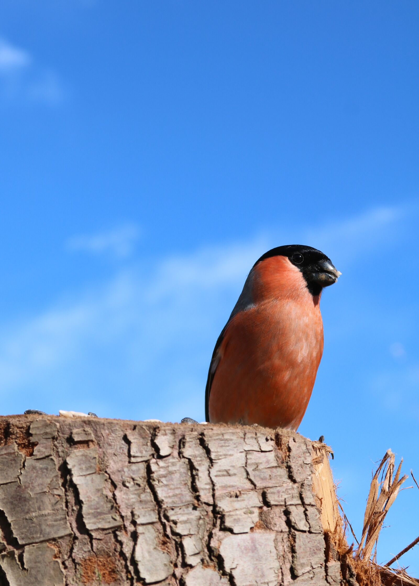 Canon EOS 750D (EOS Rebel T6i / EOS Kiss X8i) + Canon EF 28-135mm F3.5-5.6 IS USM sample photo. Bullfinch, male, perched photography