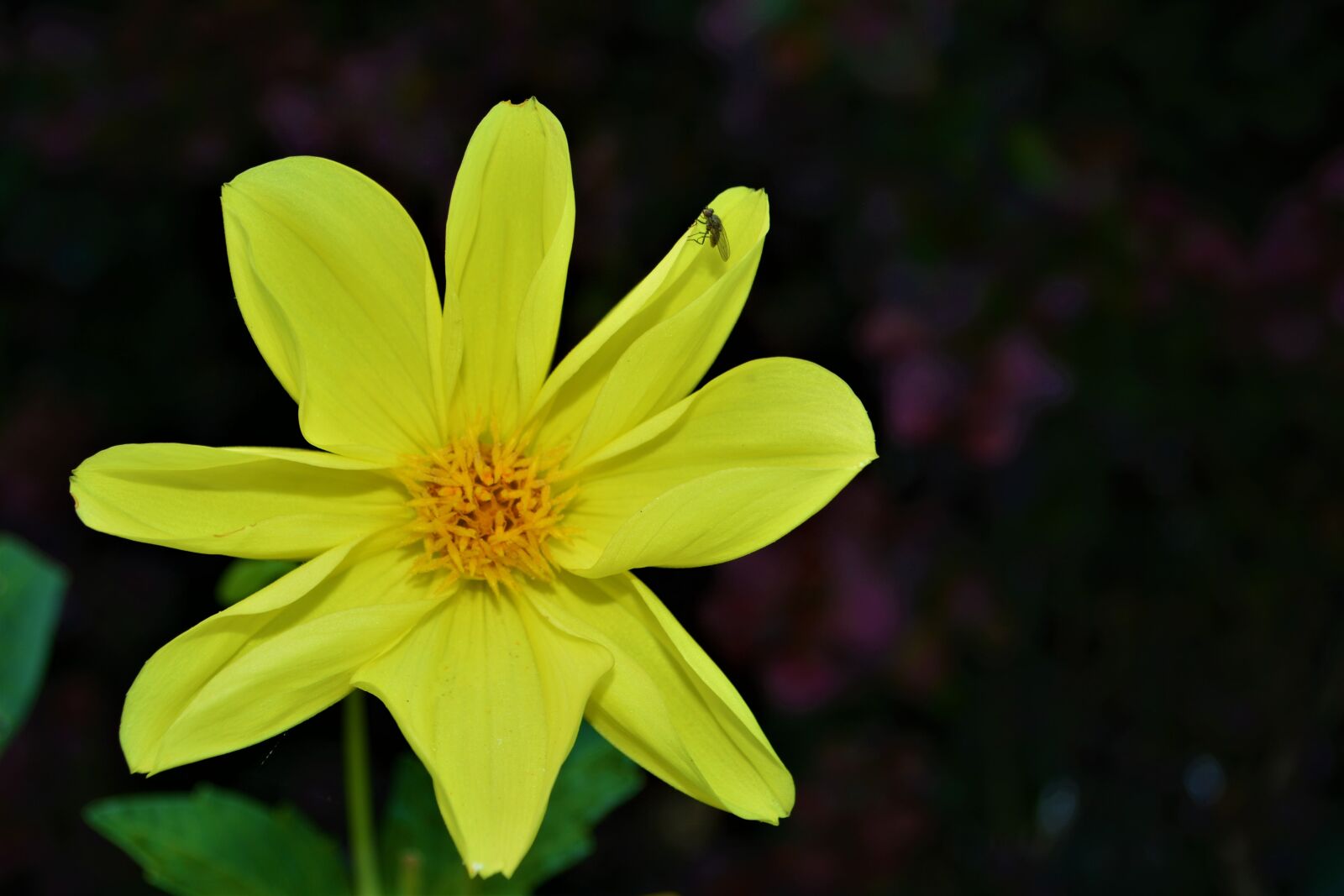 Nikon D5200 sample photo. Yellow flower, blossom, bloom photography