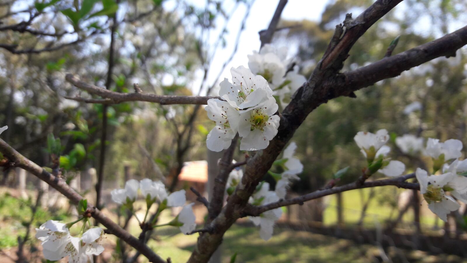Samsung Galaxy J7 sample photo. Tree, flower, nature photography
