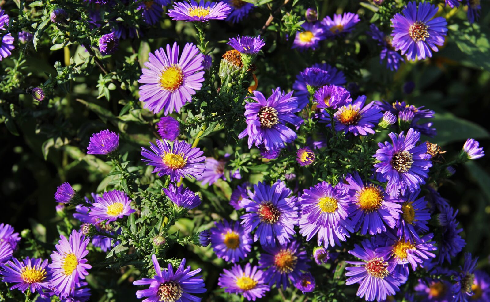 Canon EOS 550D (EOS Rebel T2i / EOS Kiss X4) sample photo. Autumn flowers, blue autumn photography