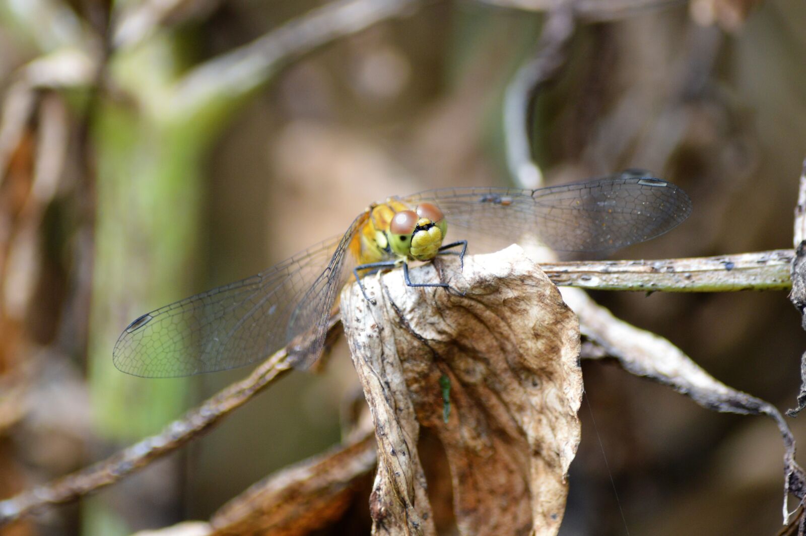 Nikon D3200 sample photo. Insect, dragonfly, animals photography