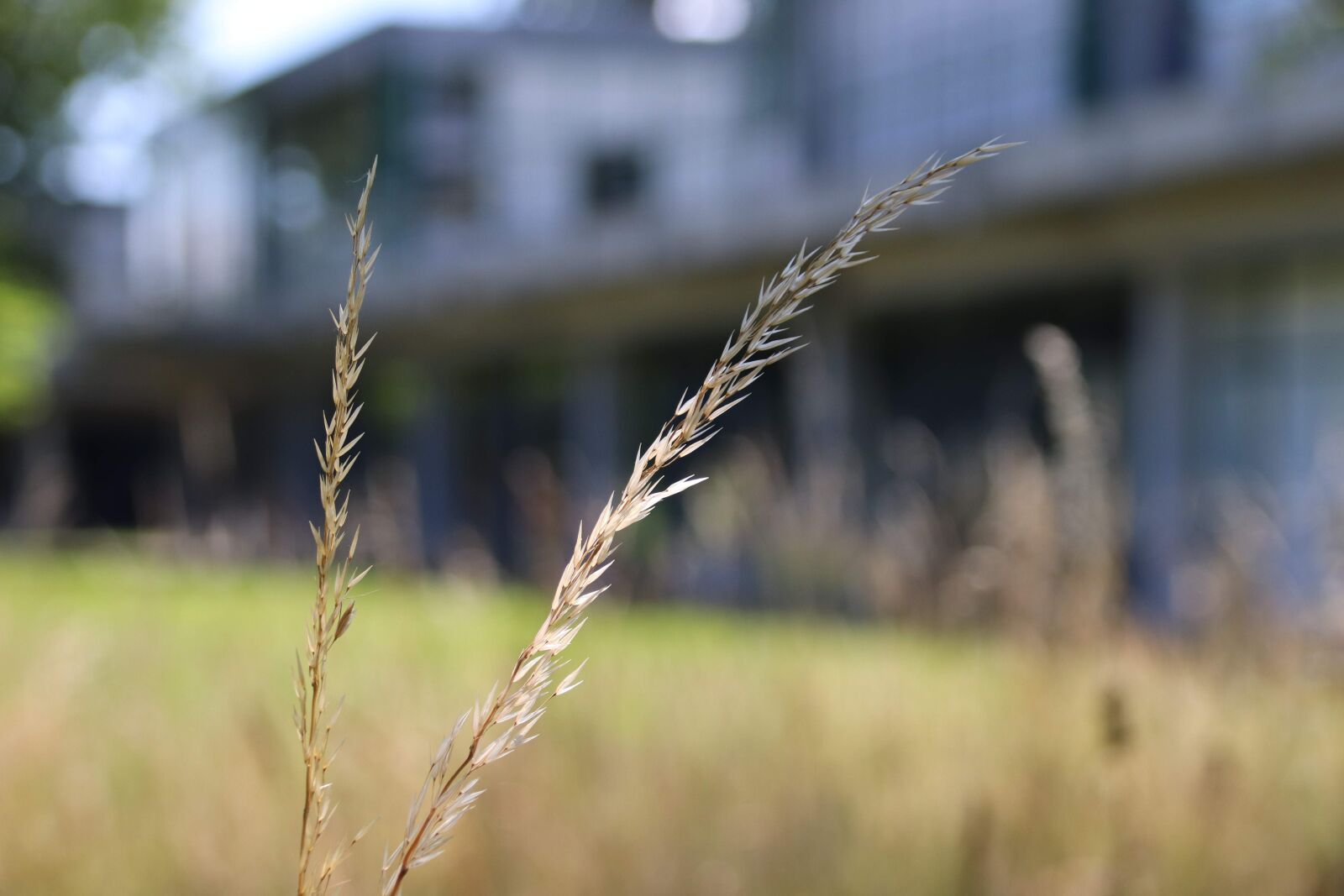Canon EOS 200D (EOS Rebel SL2 / EOS Kiss X9) sample photo. Blade of grass, meadow photography