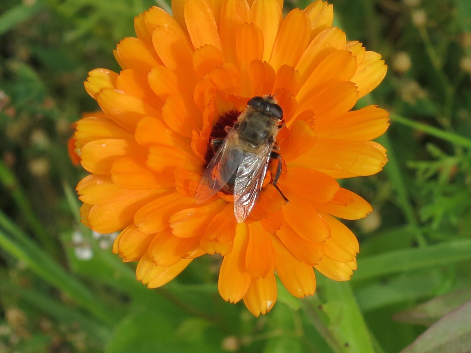 Canon PowerShot S110 sample photo. Chrysanthemum, orange, bee photography