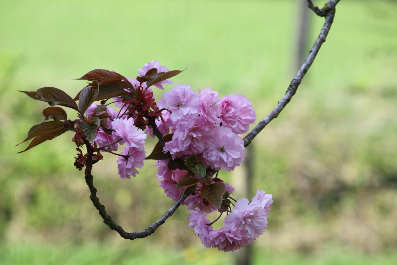 Canon EOS 50D sample photo. Prunus, tree, garden photography