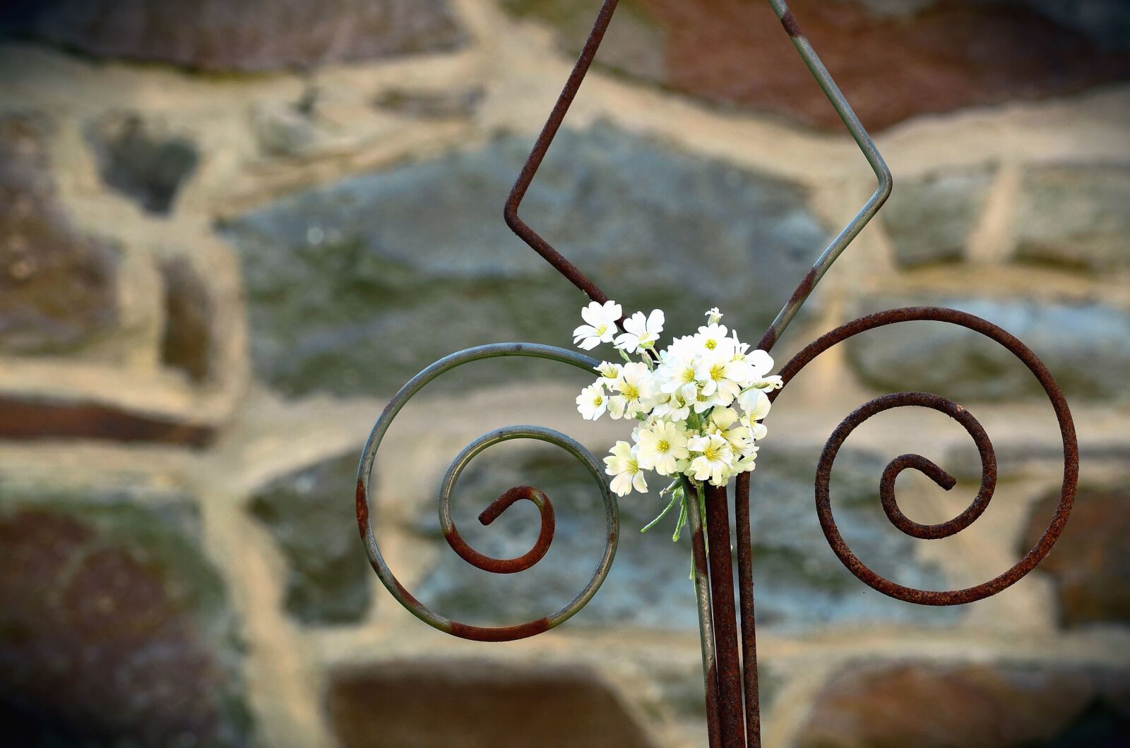 Nikon D5100 sample photo. Flower, petal, metal, fence photography