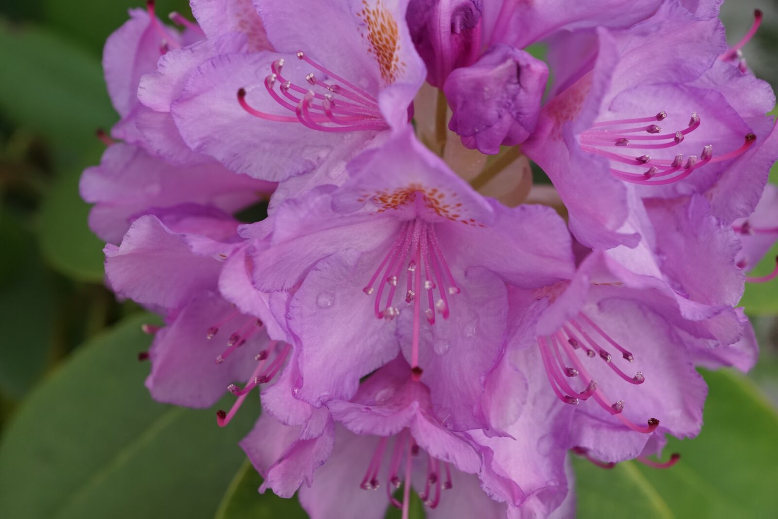 Sony ILCA-77M2 + Sony DT 16-50mm F2.8 SSM sample photo. Rhododendron, flower, bud photography