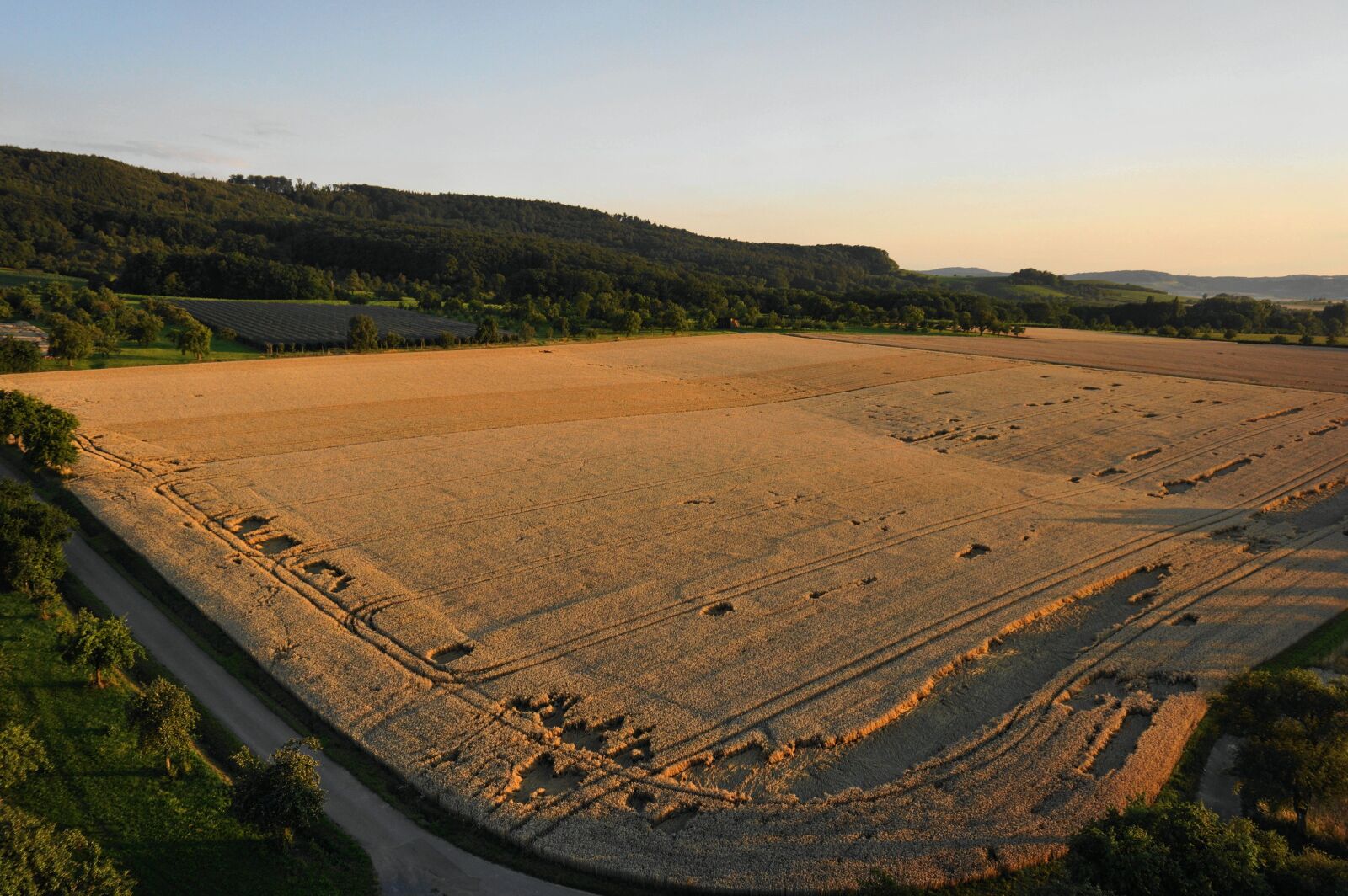 Sony Alpha NEX-7 sample photo. Agriculture, cornfield, cereals photography