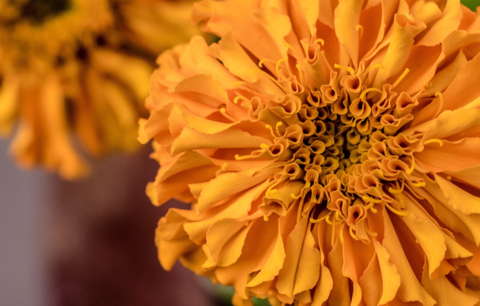 Nikon D3300 sample photo. Marigold, tagetes, flower photography