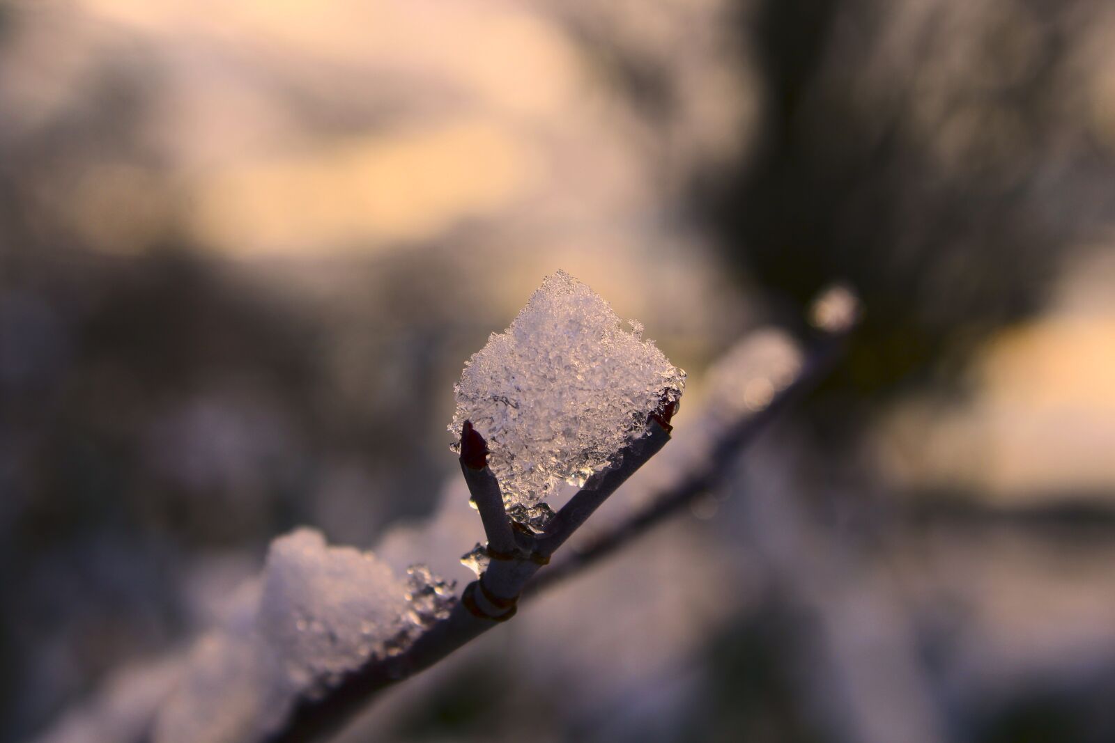 Canon EOS 600D (Rebel EOS T3i / EOS Kiss X5) sample photo. Winter, snow, branch photography