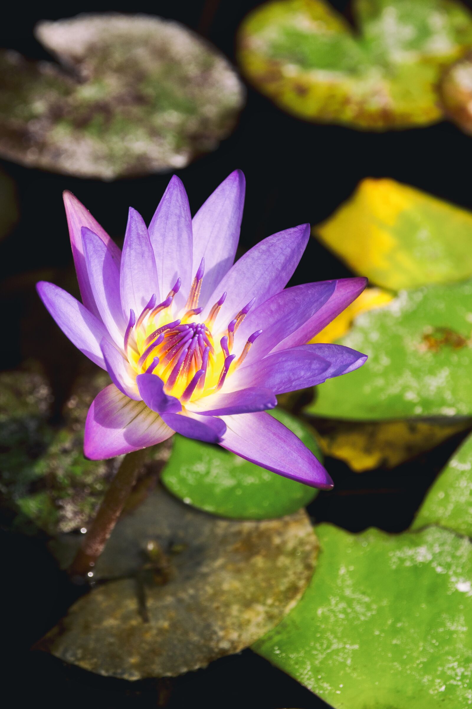 OLYMPUS M.12-50mm F3.5-6.3 sample photo. Flower, purple, water lily photography