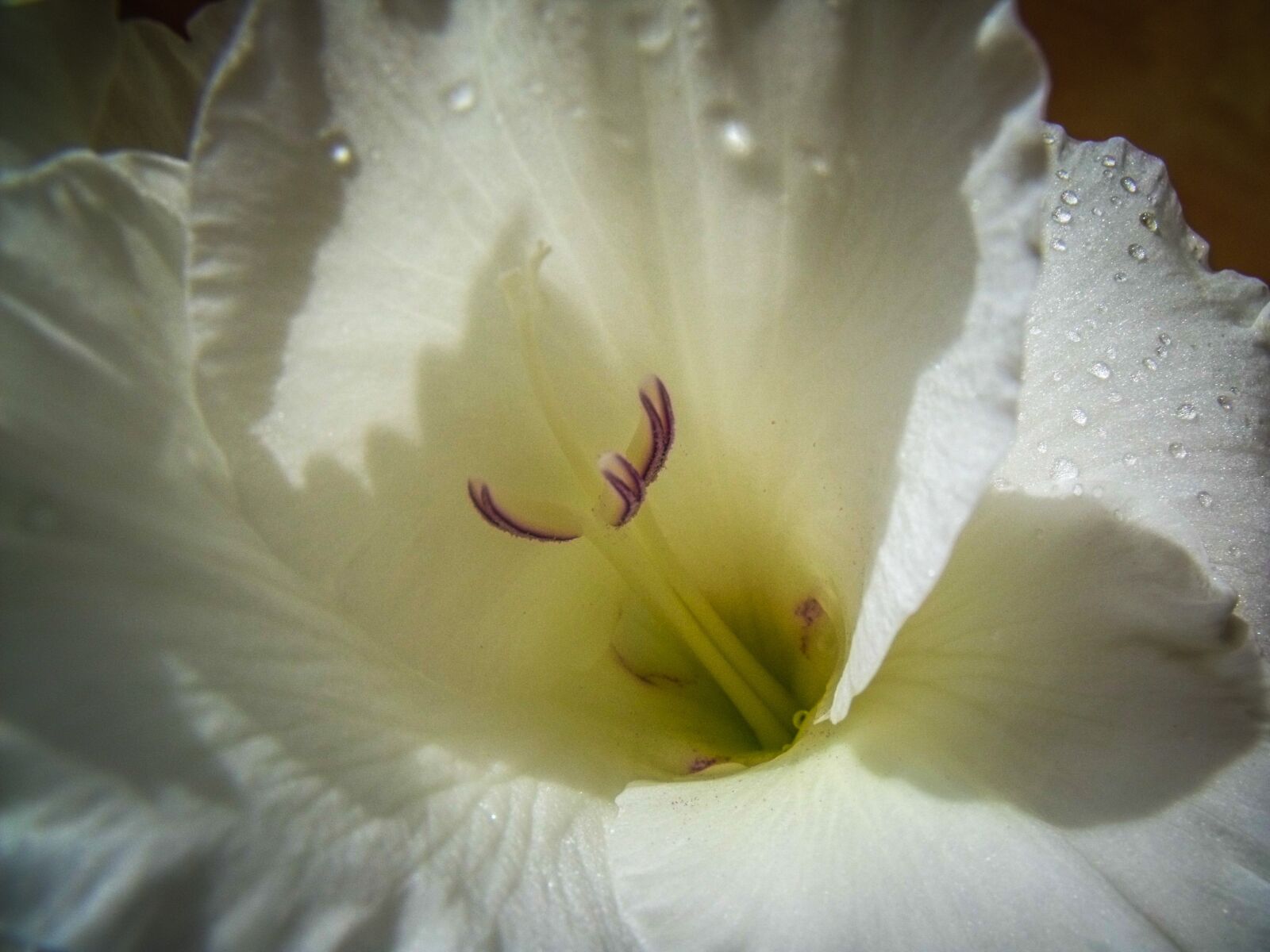 Fujifilm FinePix S1500 sample photo. Flower, white, garden photography