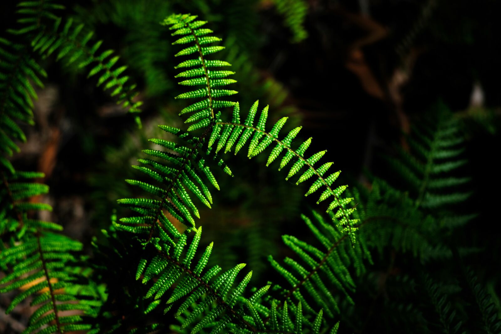 Fujifilm X-T2 sample photo. Fern, plant, green photography
