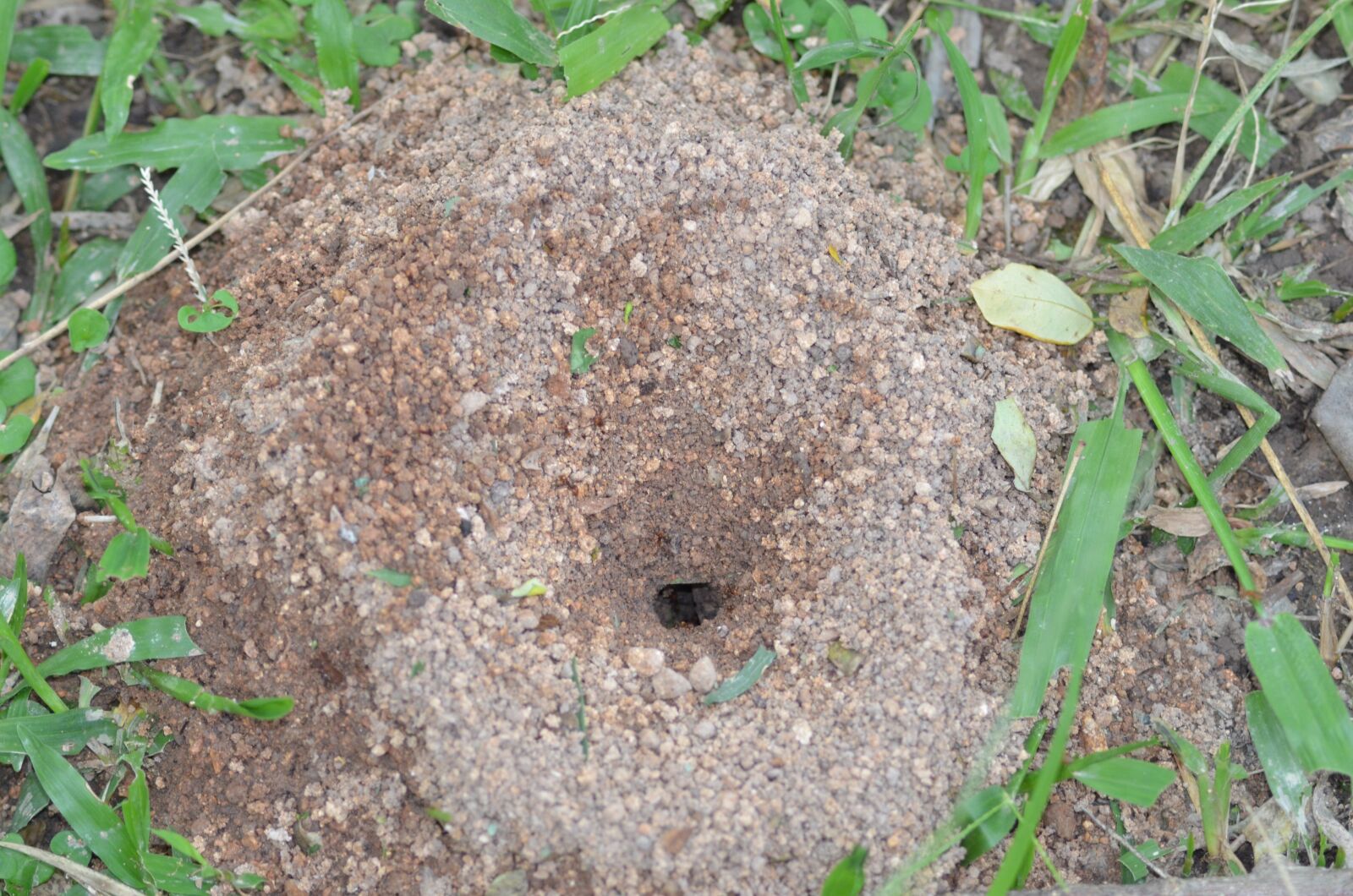 Nikon D5100 sample photo. Ants, nests, nature photography