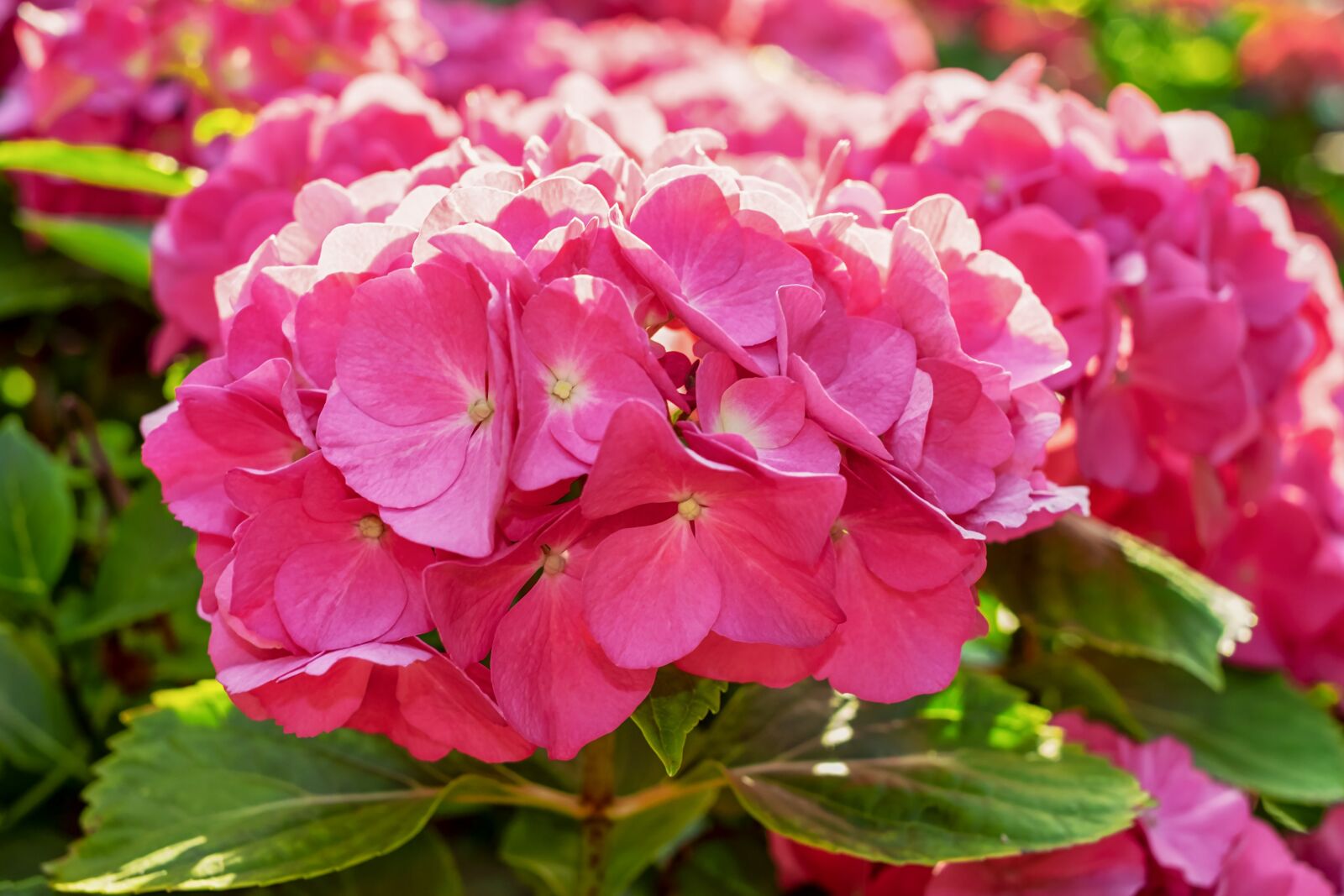 Fujifilm X-T10 + Fujifilm XF 35mm F1.4 R sample photo. Hydrangea, backlighting, flower photography