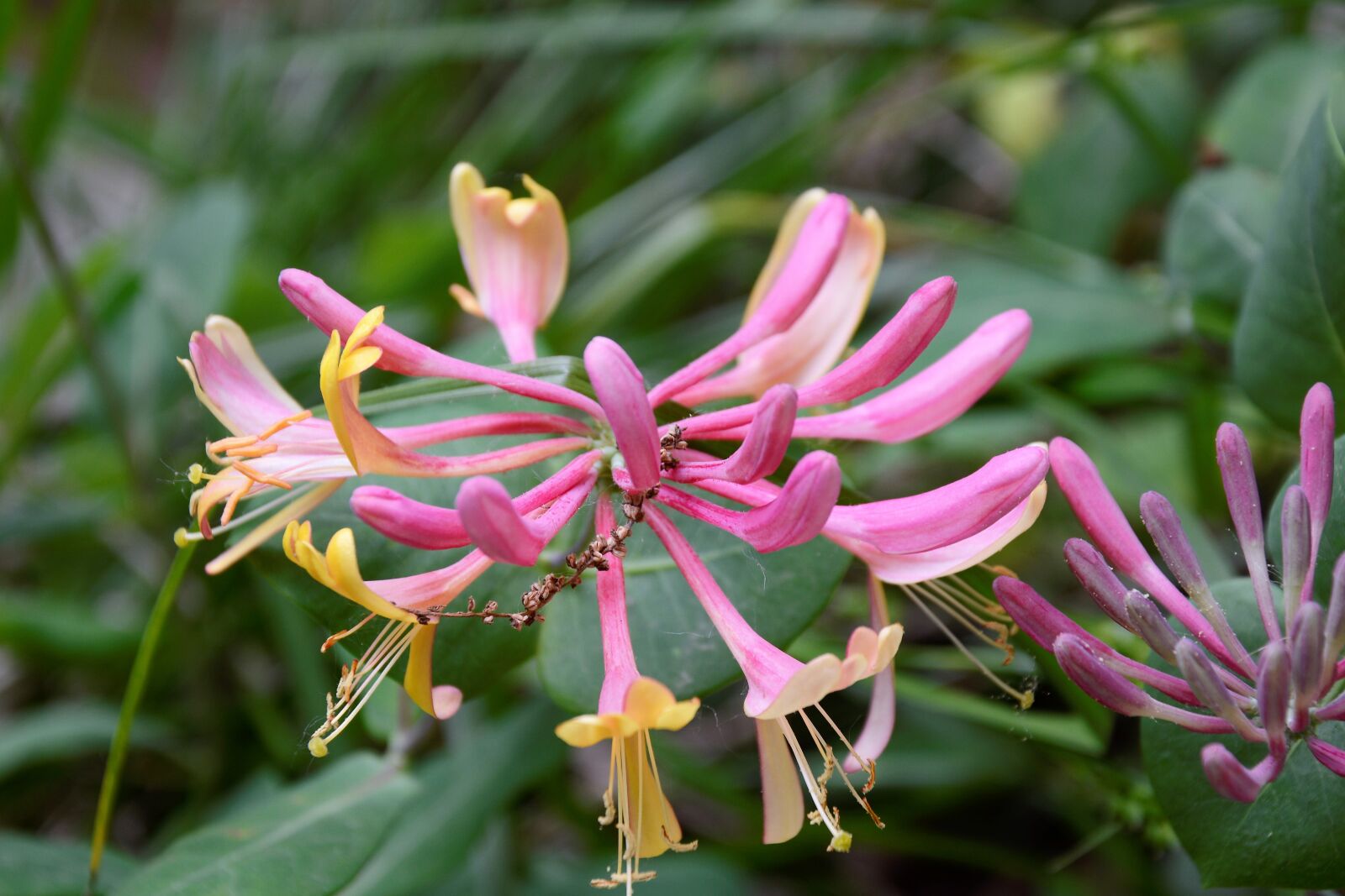 Nikon D7100 sample photo. Flowers, exotic, delicate photography