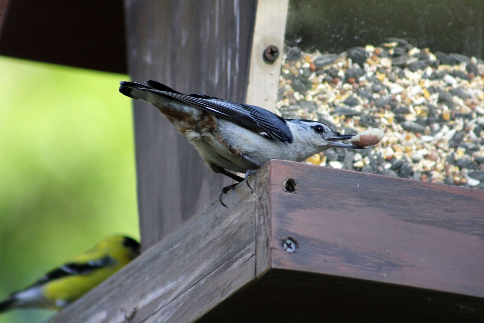 Canon EOS 550D (EOS Rebel T2i / EOS Kiss X4) sample photo. Bird, wildlife, nature photography
