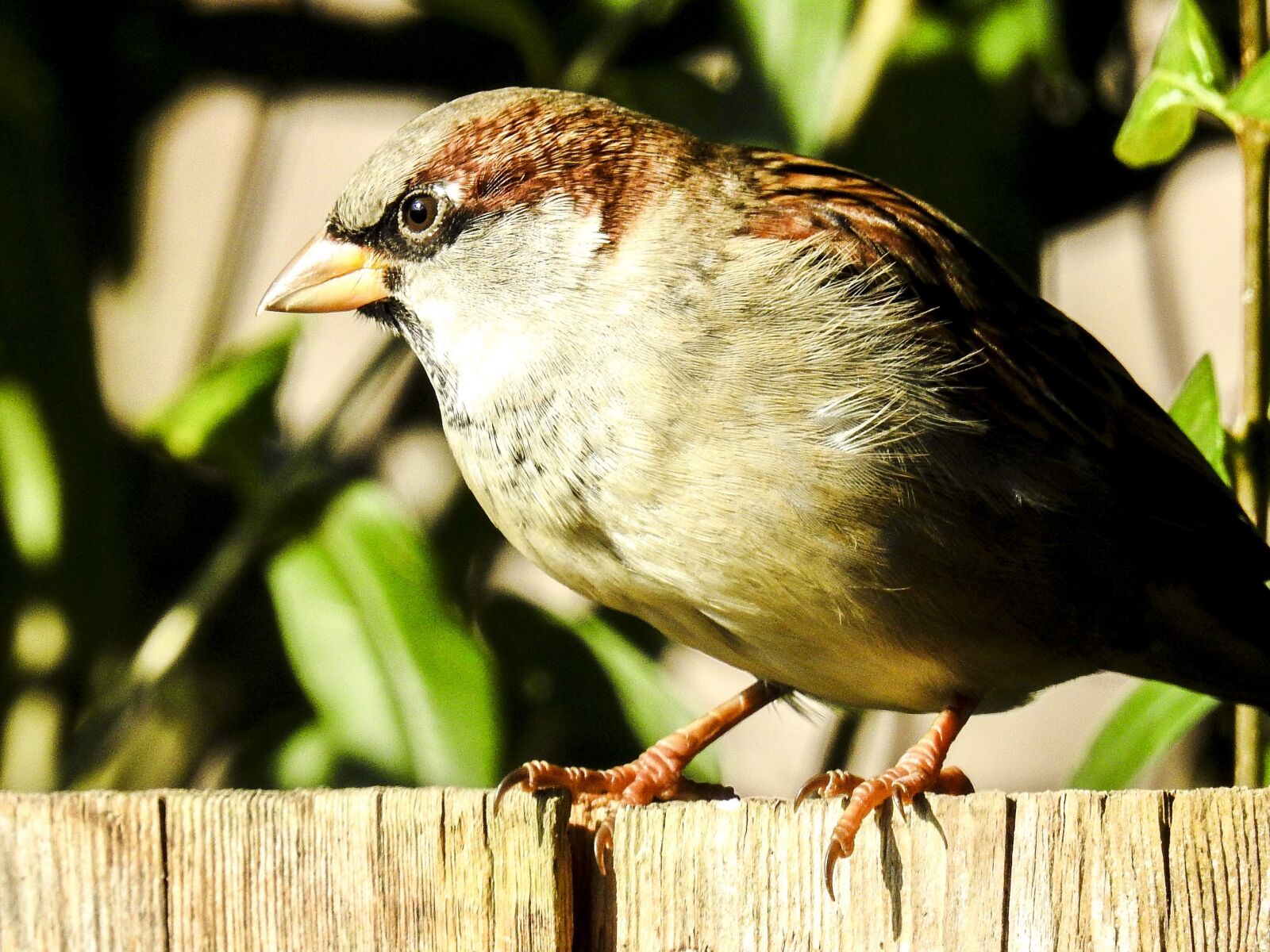 Nikon Coolpix P900 sample photo. House sparrow, sperling, bird photography