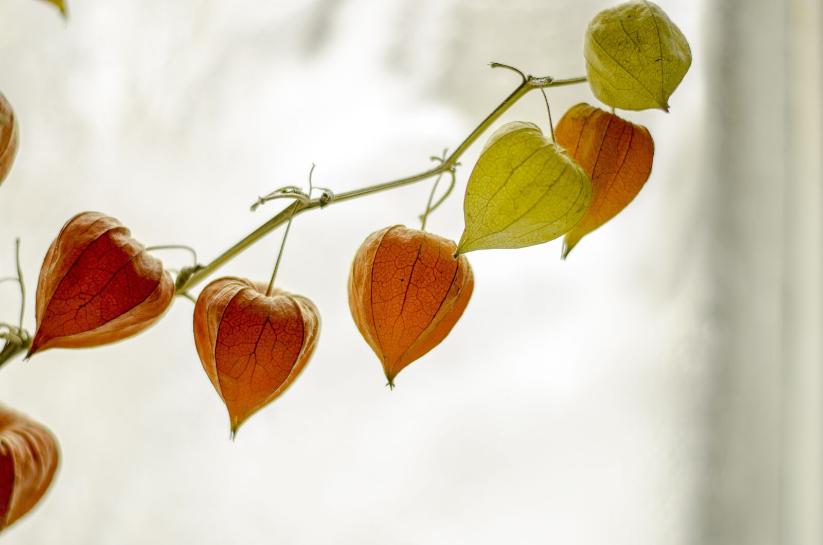 Nikon D7000 sample photo. Plant, lantern, chinese photography