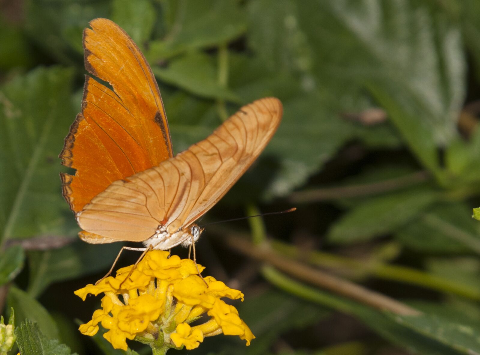 Nikon D300 sample photo. Butterfly, flower, insect photography