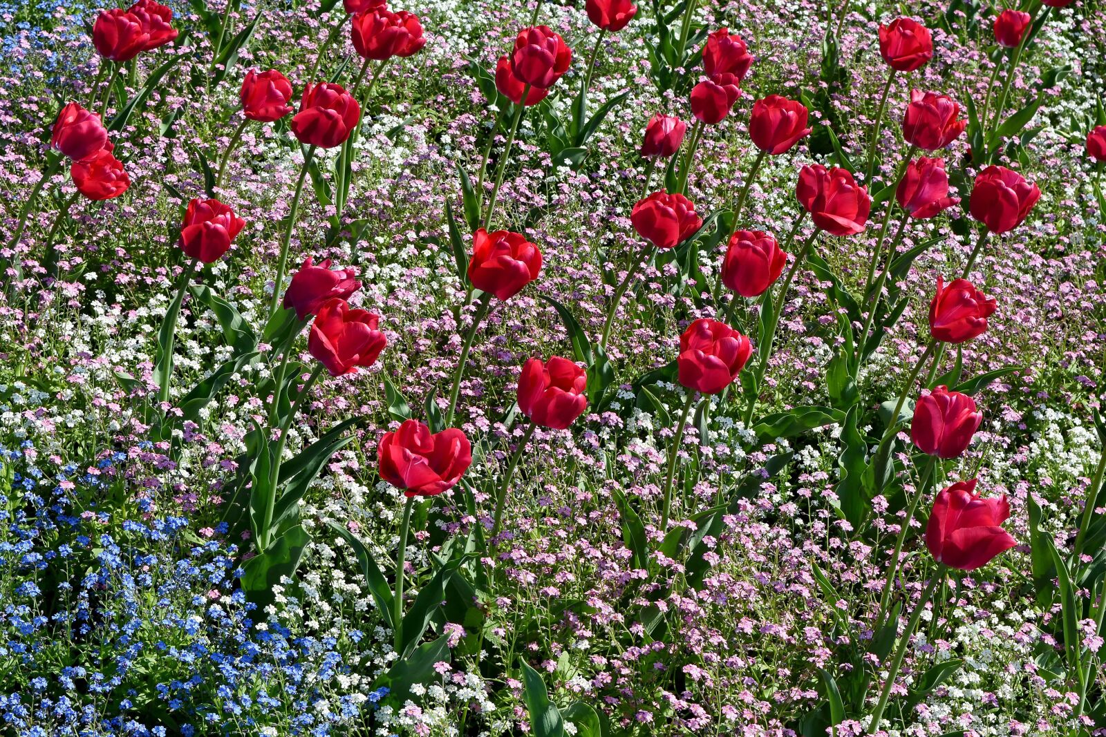 Nikon D5500 sample photo. Garden, tulips, field, nature photography