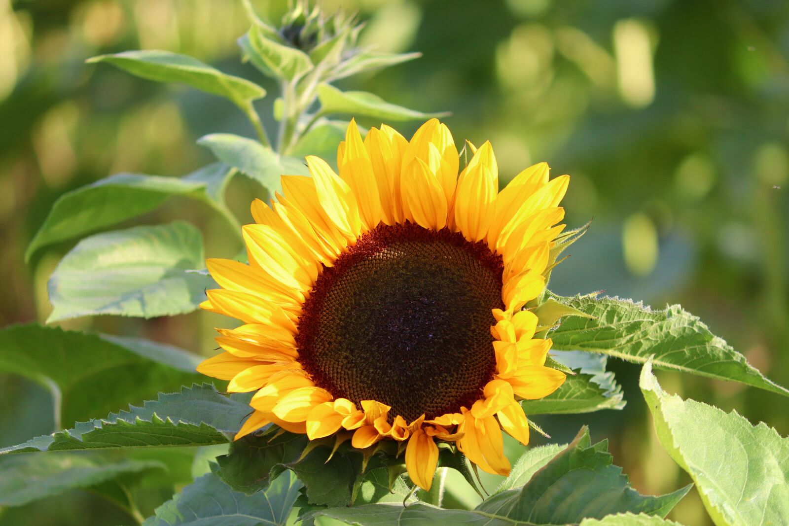 Canon EF-S 55-250mm F4-5.6 IS II sample photo. Sunflower, blossom, bloom photography