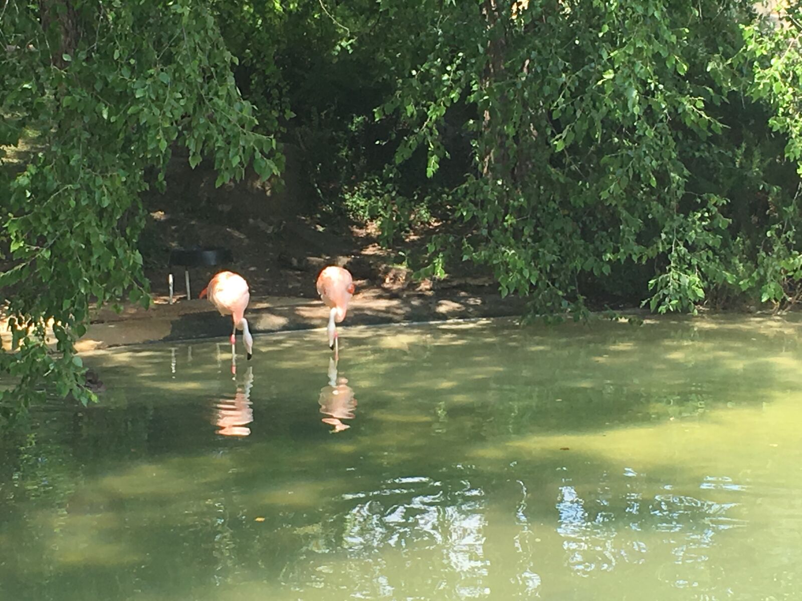 Apple iPhone 6s sample photo. Como, zoo photography