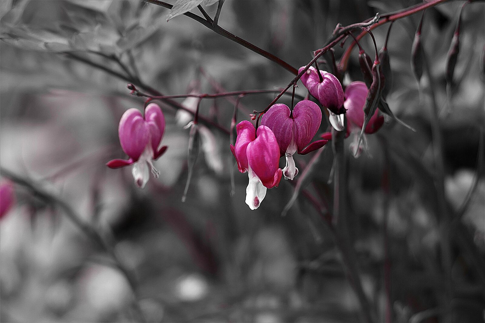 Panasonic Lumix DMC-FZ1000 sample photo. Heart flower, bleeding heart photography