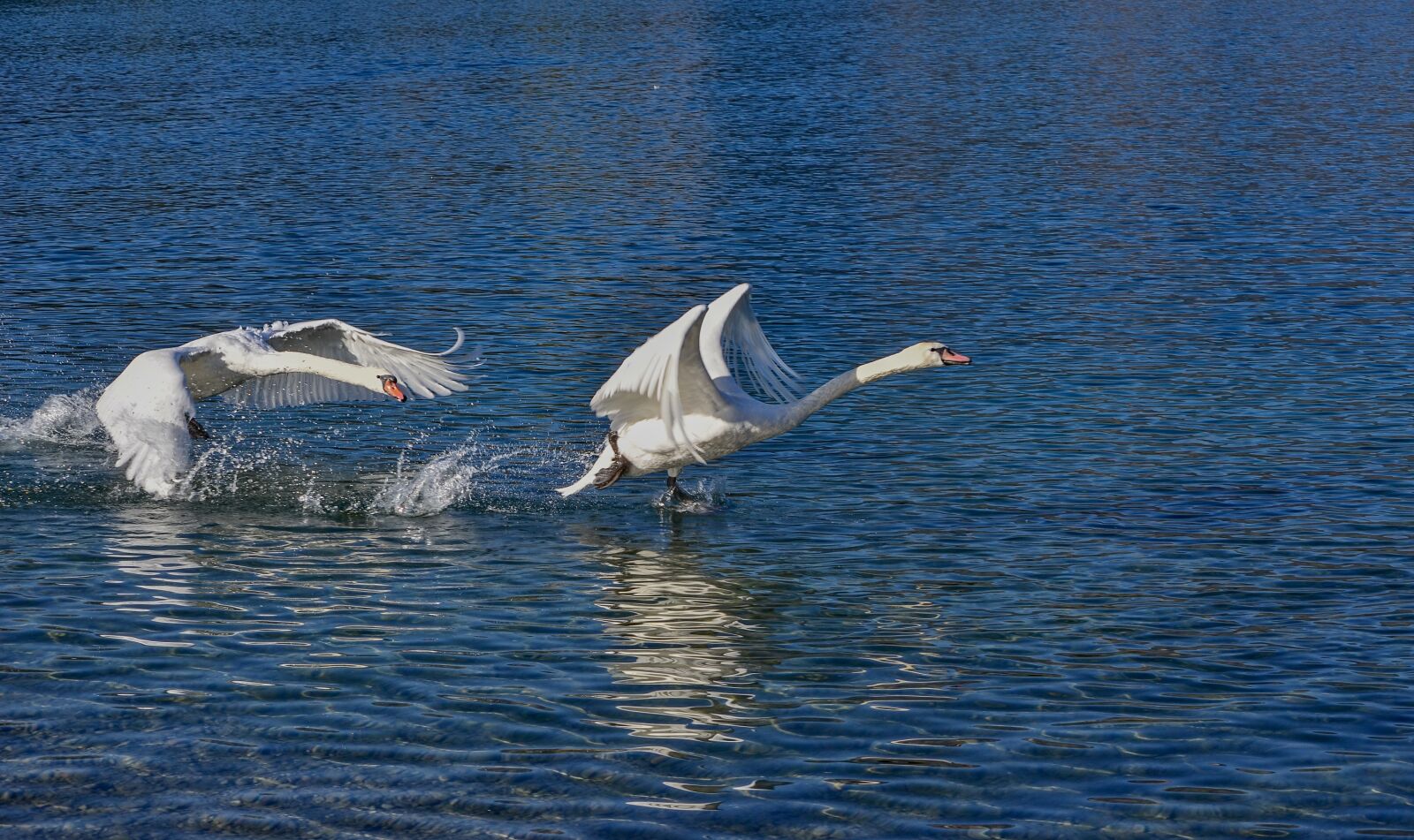 Nikon D7000 sample photo. Swan, water, escape photography
