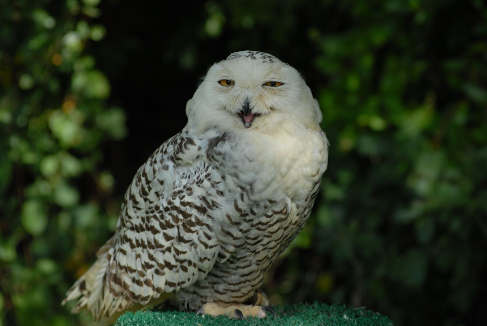 Nikon D200 sample photo. Animal, bird, raptor photography