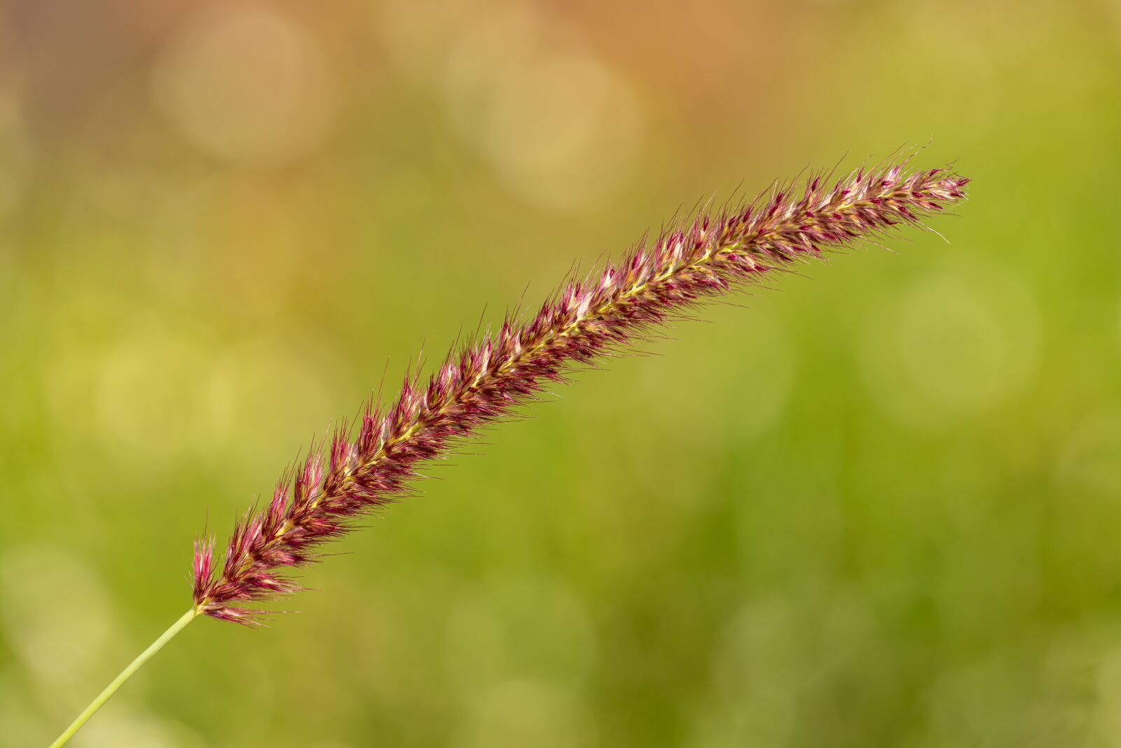 Nikon D850 sample photo. Inflorescence, grass, meadow photography