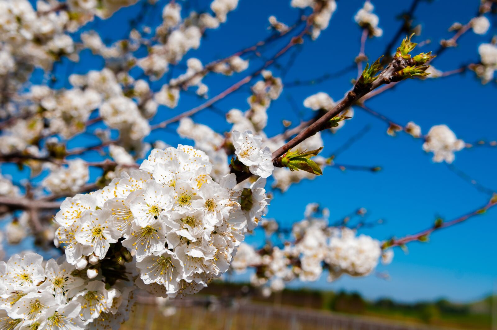 Nikon D300 sample photo. Orchard, flower, spring photography