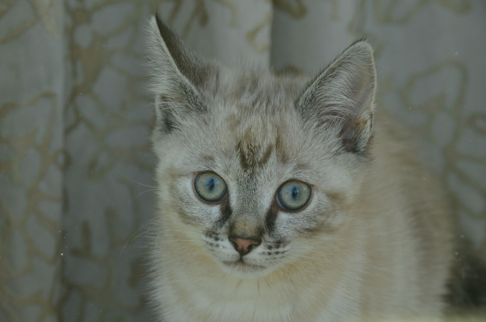Nikon D7000 sample photo. Cat, pet, eyes photography